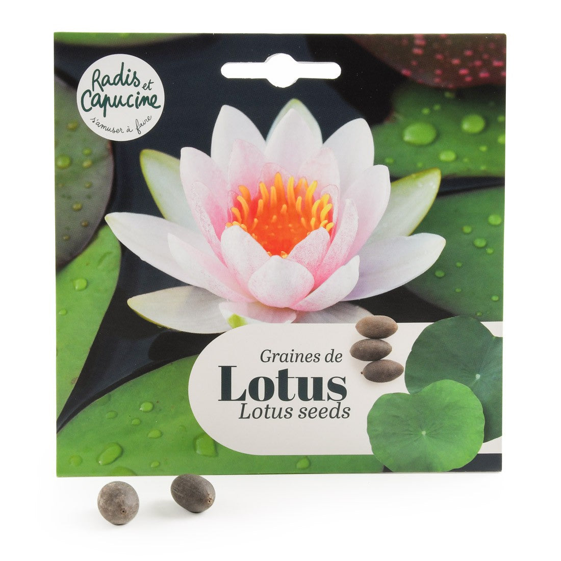 Graines de Lotus à semer