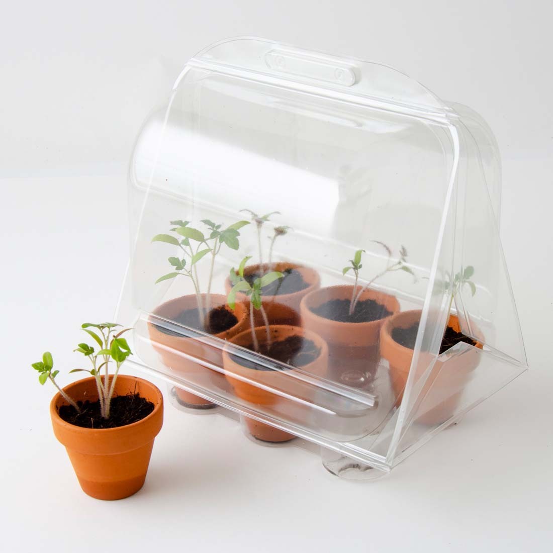 Serre Jardinage enfant - Tomates