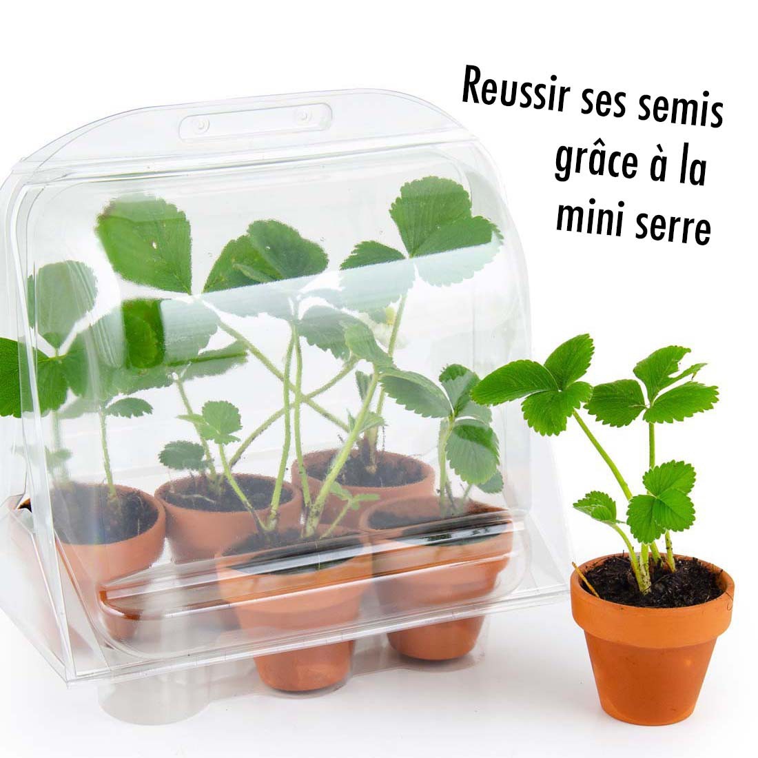 Serre de jardinage enfant - Fraisier