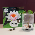 Graines de Lotus à semer pour faire pousser un lotus rose aquatique