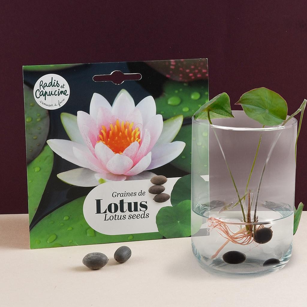 Graines de Lotus à semer pour faire pousser un lotus rose aquatique