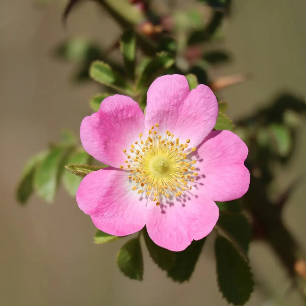 Huile de Rose Musquée BIO - Revitalisante