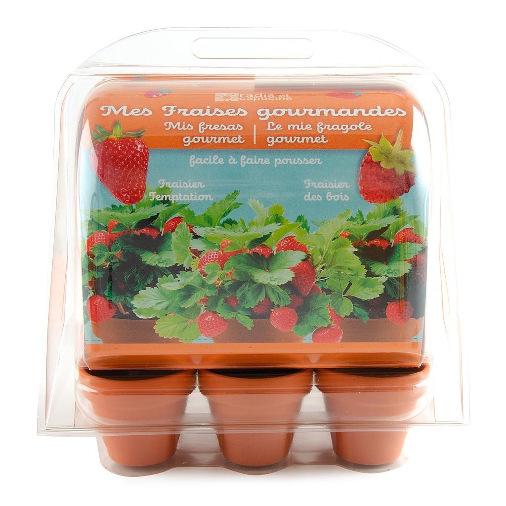Serre de jardinage enfant pour culture de fraisiers et découverte nature