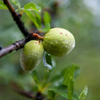 Huile d'Amande Douce BIO - Adoucissante