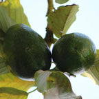 Huile d'Avocat BIO - Régénérante
