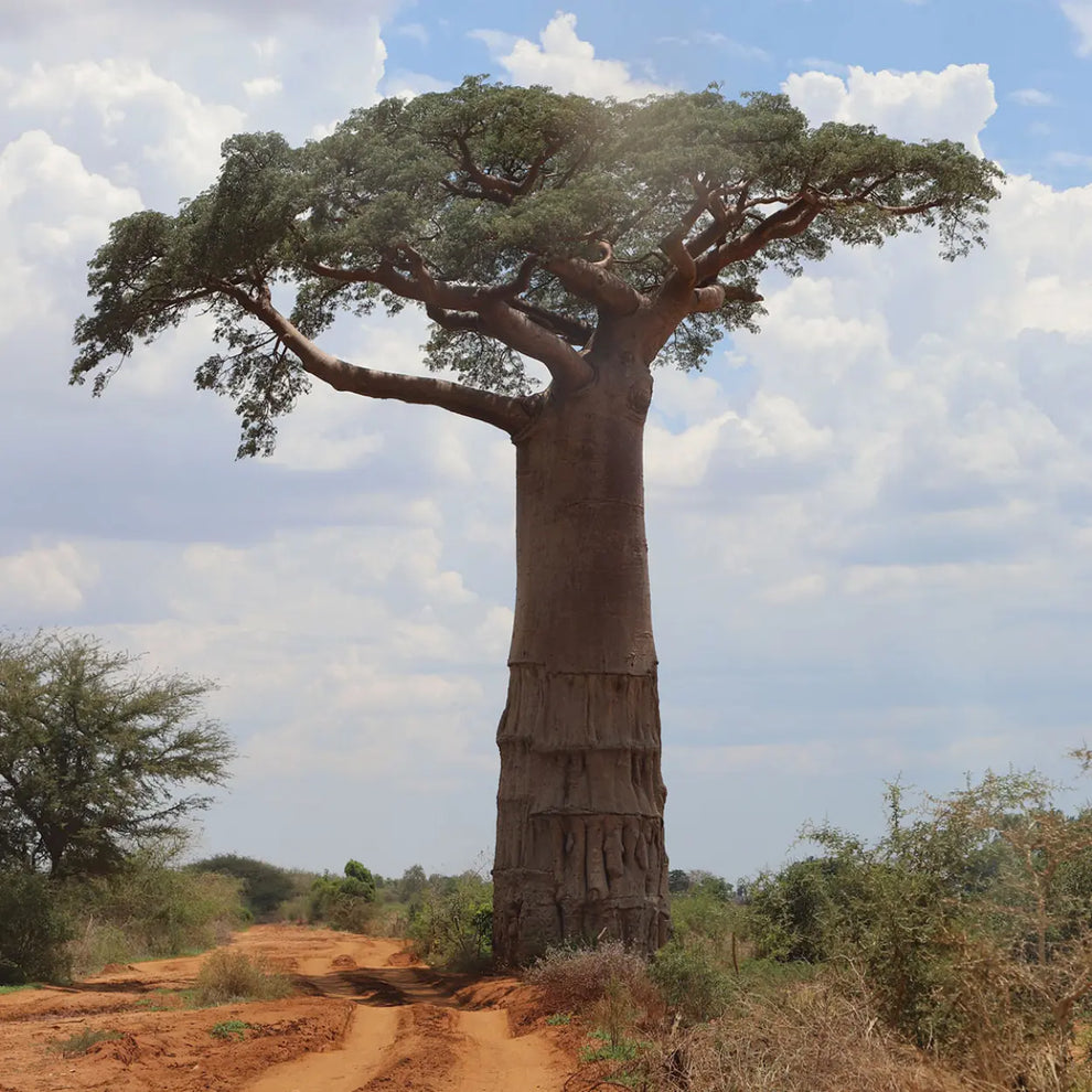 Huile de Baobab BIO - Extra-Nourrissante